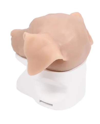 Simulatore per Otoscopia Veterinaria Erler Zimmer VET4670