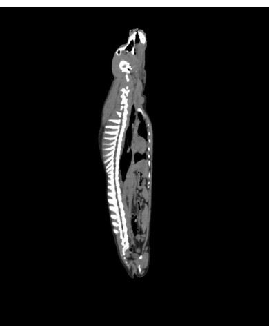 Manichino di cane intero per radiologia veterinaria Erler Zimmer VET14000