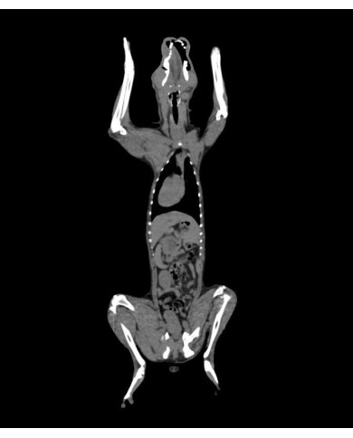 Manichino di cane intero per radiologia veterinaria Erler Zimmer VET14000