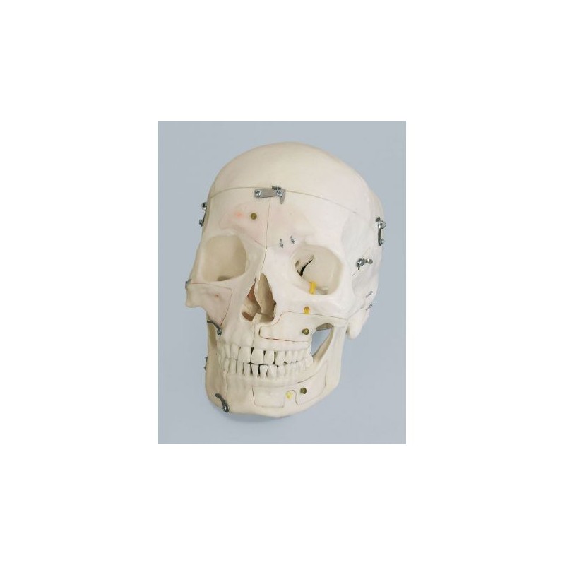 Erler Zimmer, modello anatomico di cranio magnetico scomponibile in 14 parti 4515