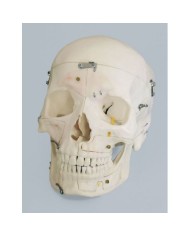 Erler Zimmer, modello anatomico di cranio magnetico scomponibile in 14 parti 4515