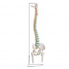 Erler Zimmer, modello di colonna vertebrale flessibile classica con bacino e tronchi dei femori A251