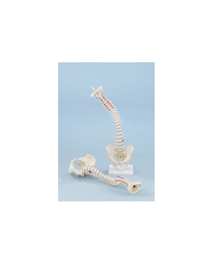 Erler Zimmer, Colonna vertebrale robusta flessibile con bacino removibile