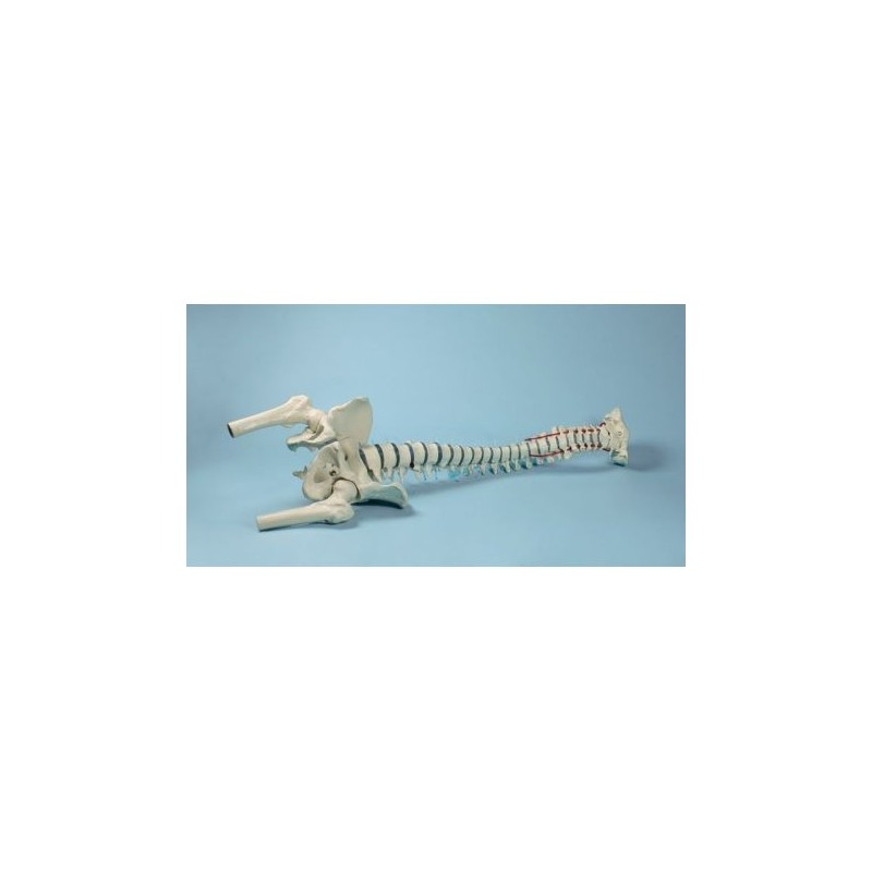 Erler Zimmer, modello di colonna vertebrale di alta qualità con bacino e tronchi dei femori