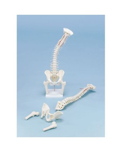 Erler Zimmer, modello anatomico di colonna vertebrale di alta qualità con bacino e tronchi dei femori Erler Zimmer, modello anatomico di colonna vertebrale di alta qualità con bacino e tronchi dei femori