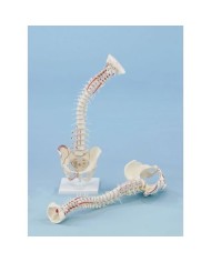Erler Zimmer, modello di colonna vertebrale di alta qualità con bacino e inserzioni muscolari 4011/1