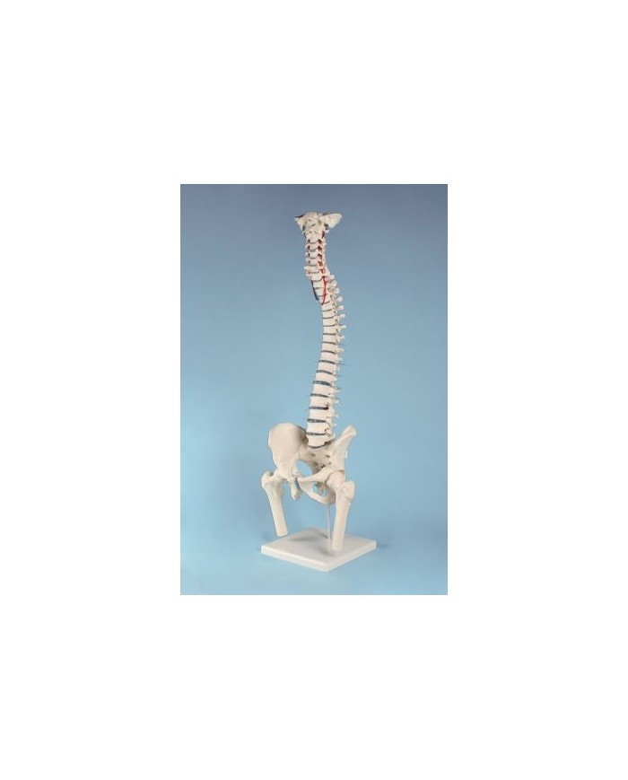 Erler Zimmer, modello di colonna vertebrale di alta qualità con bacino e tronchi dei femori 4033