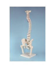Erler Zimmer, modello di colonna vertebrale di alta qualità con bacino e tronchi dei femori 4033