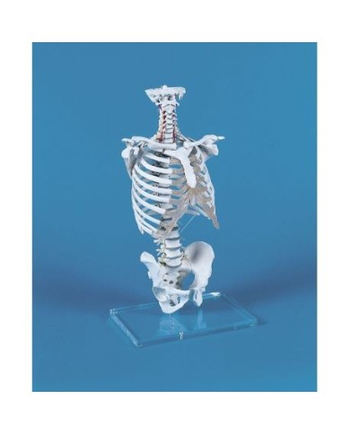 Erler Zimmer modello di colonna vertebrale con gabbia toracica 4020 Erler Zimmer modello di colonna vertebrale con gabbia toracica 4020