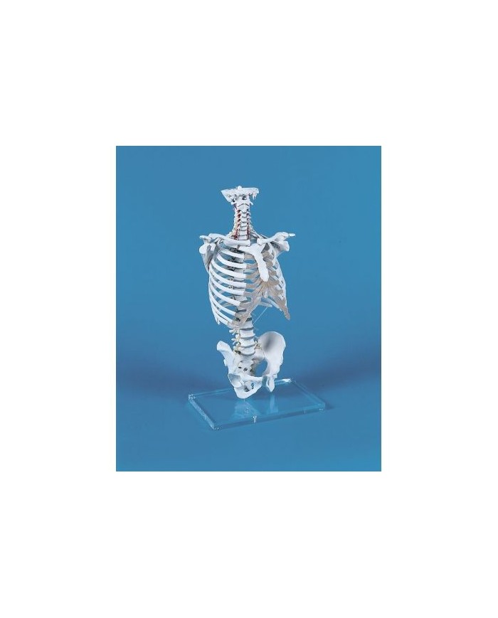 Erler Zimmer modello di colonna vertebrale con gabbia toracica 4020
