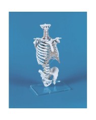 Erler Zimmer modello di colonna vertebrale con gabbia toracica 4020