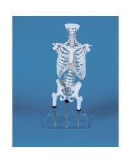 Erler ZImmer, modello anatomico di colonna vertebrale per lo studio di malformazioni, con gabbia toracica, zilgrei 4018