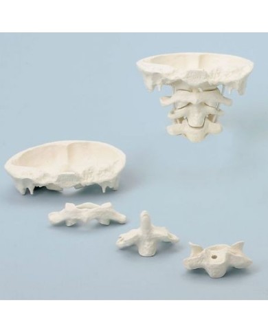 Erler Zimmer, modello di articolazione del cranio , ingrandita di due volte, scomponibile in 4 parti 4083/1 Erler Zimmer, modello di articolazione del cranio , ingrandita di due volte, scomponibile in 4 parti 4083/1