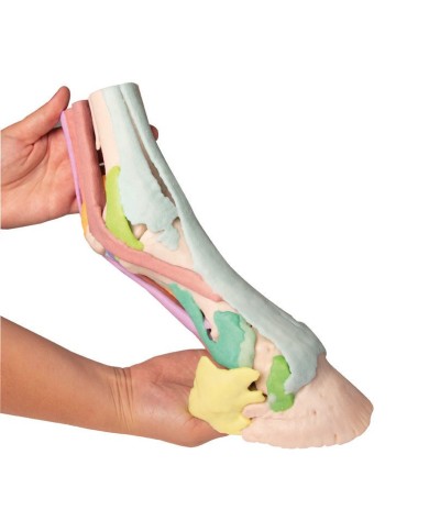 Riproduzione di piede di cavallo Modello 1 Erler Zimmer VET4400