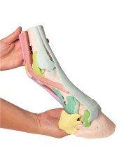 Riproduzione di piede di cavallo Modello 1 Erler Zimmer VET4400