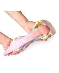 Riproduzione di piede di cavallo Modello 1 Erler Zimmer VET4400