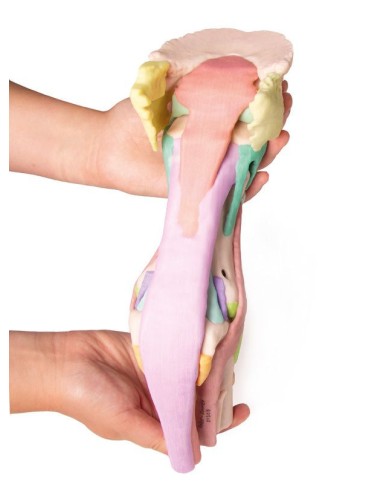 Riproduzione di piede di cavallo Modello 1 Erler Zimmer VET4400