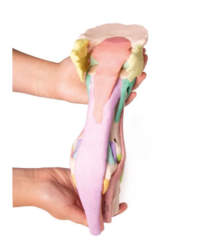 Riproduzione di piede di cavallo Modello 1 Erler Zimmer VET4400