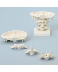 Erler Zimmer, modello di articolazione del cranio, ingrandita di due volte, su base, scomponibile in 4 parti 4083