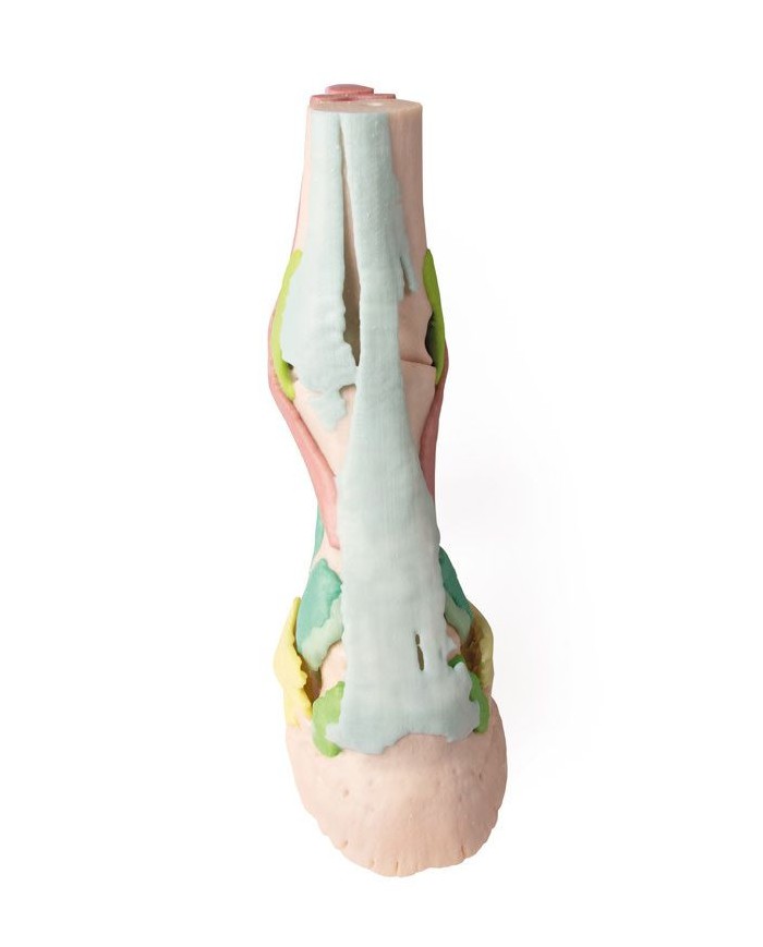 Riproduzione di piede di cavallo Modello 1 Erler Zimmer VET4400