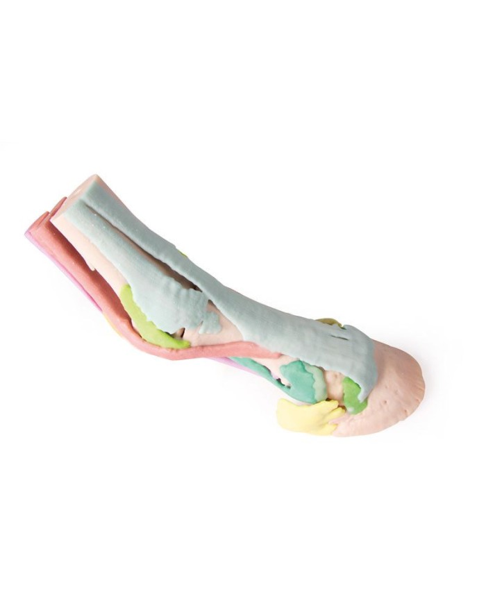 Riproduzione di piede di cavallo Modello 1 Erler Zimmer VET4400