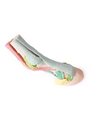 Riproduzione di piede di cavallo Modello 1 Erler Zimmer VET4400