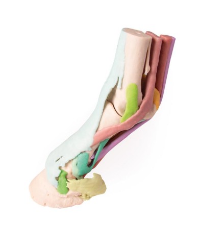 Riproduzione di piede di cavallo Modello 1 Erler Zimmer VET4400