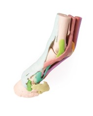 Riproduzione di piede di cavallo Modello 1 Erler Zimmer VET4400