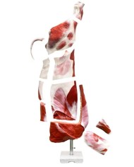 Modello di bovino maschio a mezza macellazione dimensione naturale Erler