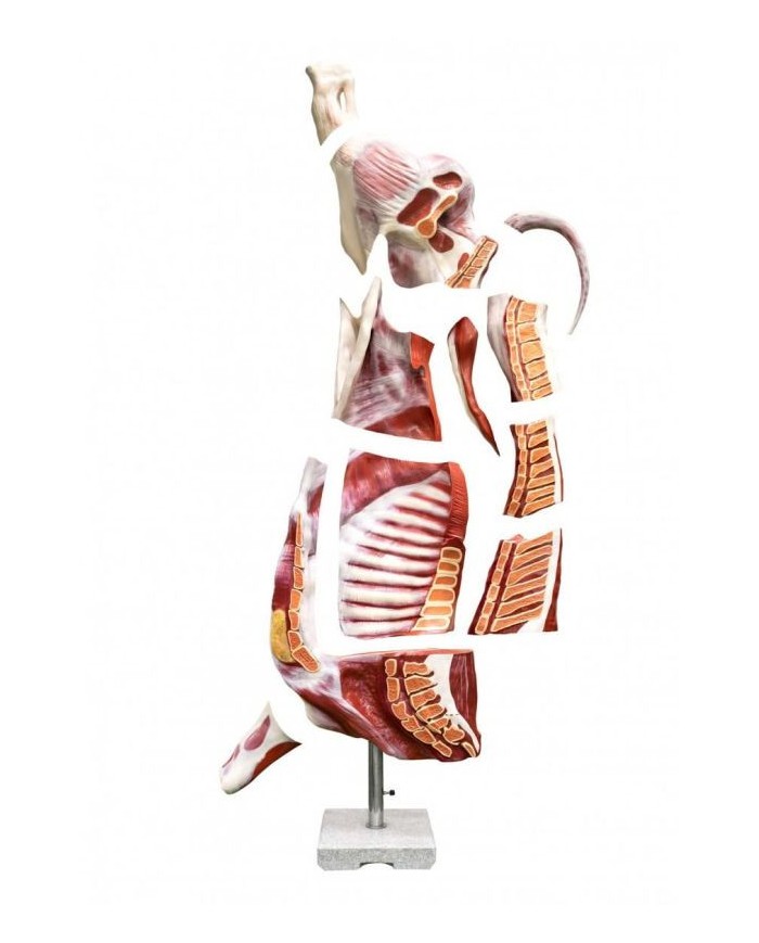 Modello di bovino maschio a mezza macellazione dimensione naturale Erler