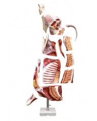 Modello di bovino maschio a mezza macellazione dimensione naturale Erler