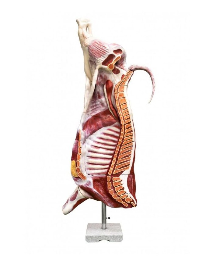 Modello di bovino maschio a mezza macellazione dimensione naturale Erler