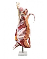 Modello di bovino maschio a mezza macellazione dimensione naturale Erler