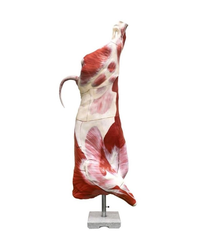 Modello di bovino maschio a mezza macellazione dimensione naturale Erler