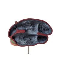 Modello di stomaco di mucca 1 3 dimensione naturale 3 parti Erler Zimmer  Modello di stomaco di mucca 1 3 dimensione naturale 3 parti Erler Zimmer