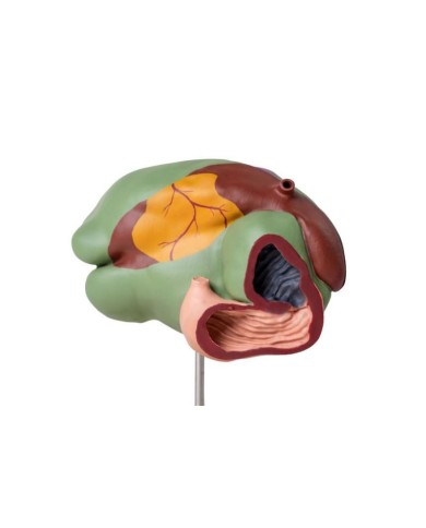 Modello di stomaco di mucca 1 3 dimensione naturale 3 parti Erler Zimmer 