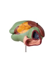 Modello di stomaco di mucca 1 3 dimensione naturale 3 parti Erler Zimmer  Modello di stomaco di mucca 1 3 dimensione naturale 3 parti Erler Zimmer