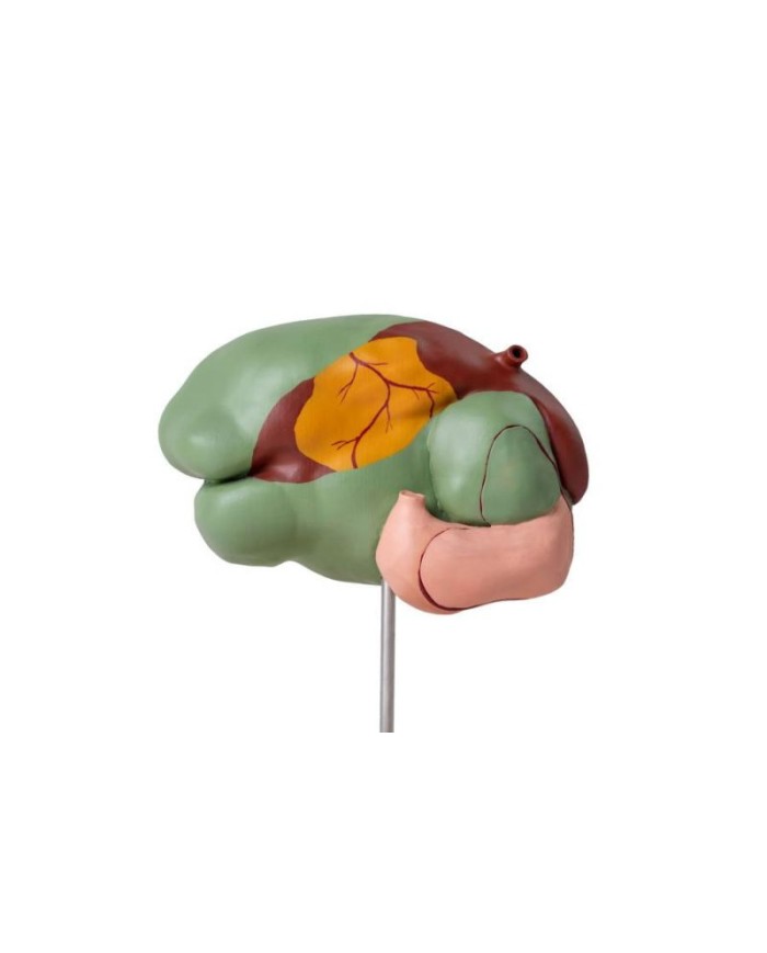 Modello di stomaco di mucca 1 3 dimensione naturale 3 parti Erler Zimmer  Modello di stomaco di mucca 1 3 dimensione naturale 3 parti Erler Zimmer