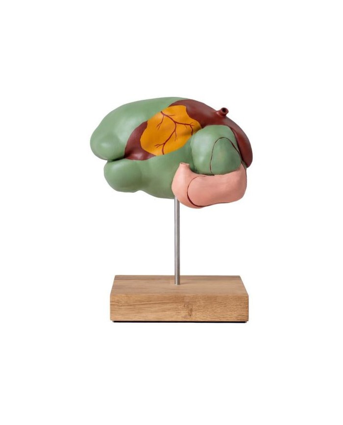 Modello di stomaco di mucca 1 3 dimensione naturale 3 parti Erler Zimmer  Modello di stomaco di mucca 1 3 dimensione naturale 3 parti Erler Zimmer