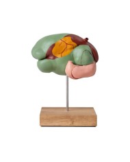 Modello di stomaco di mucca 1 3 dimensione naturale 3 parti Erler Zimmer  Modello di stomaco di mucca 1 3 dimensione naturale 3 parti Erler Zimmer