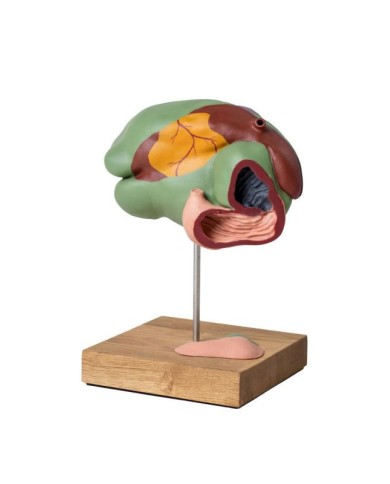 Modello di stomaco di mucca 1 3 dimensione naturale 3 parti Erler Zimmer 