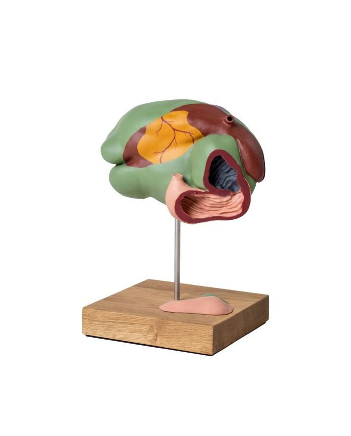 Modello di stomaco di mucca 1 3 dimensione naturale 3 parti Erler Zimmer  Modello di stomaco di mucca 1 3 dimensione naturale 3 parti Erler Zimmer