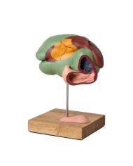 Modello di stomaco di mucca 1 3 dimensione naturale 3 parti Erler Zimmer  Modello di stomaco di mucca 1 3 dimensione naturale 3 parti Erler Zimmer