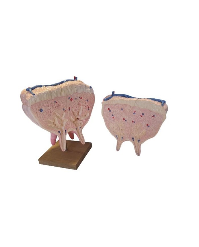 Mammella di mucca dimensione naturale Erler Zimmer VET1360