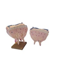 Mammella di mucca dimensione naturale Erler Zimmer VET1360