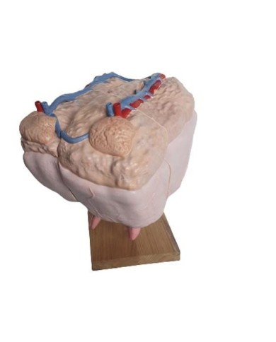 Mammella di mucca dimensione naturale Erler Zimmer VET1360