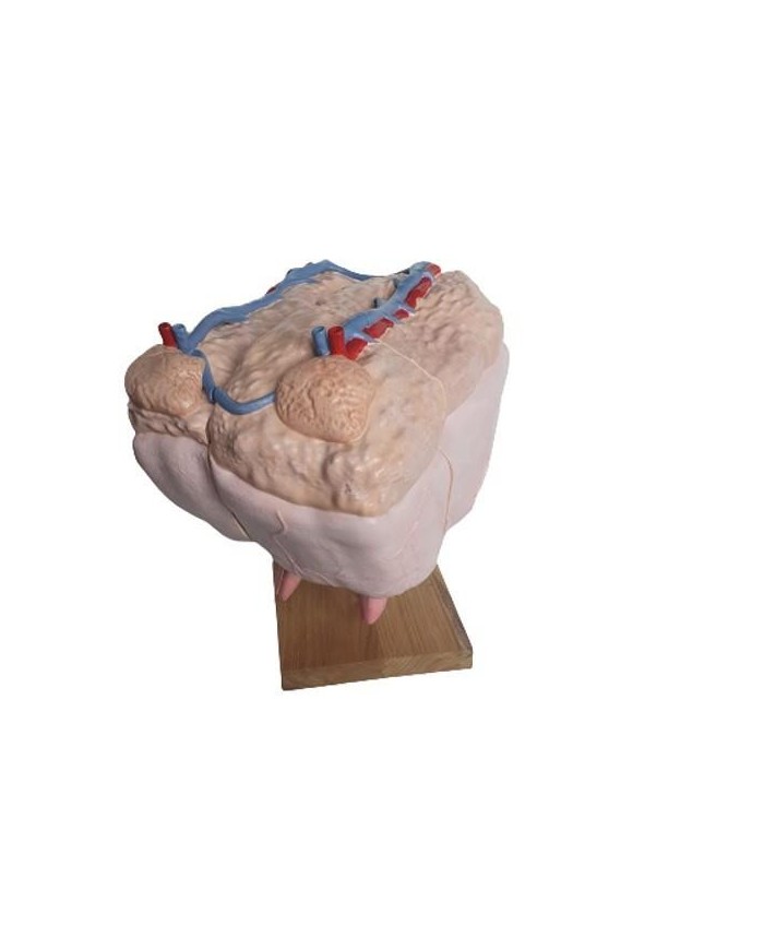 Mammella di mucca dimensione naturale Erler Zimmer VET1360