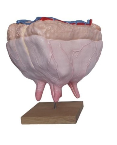 Mammella di mucca dimensione naturale Erler Zimmer VET1360