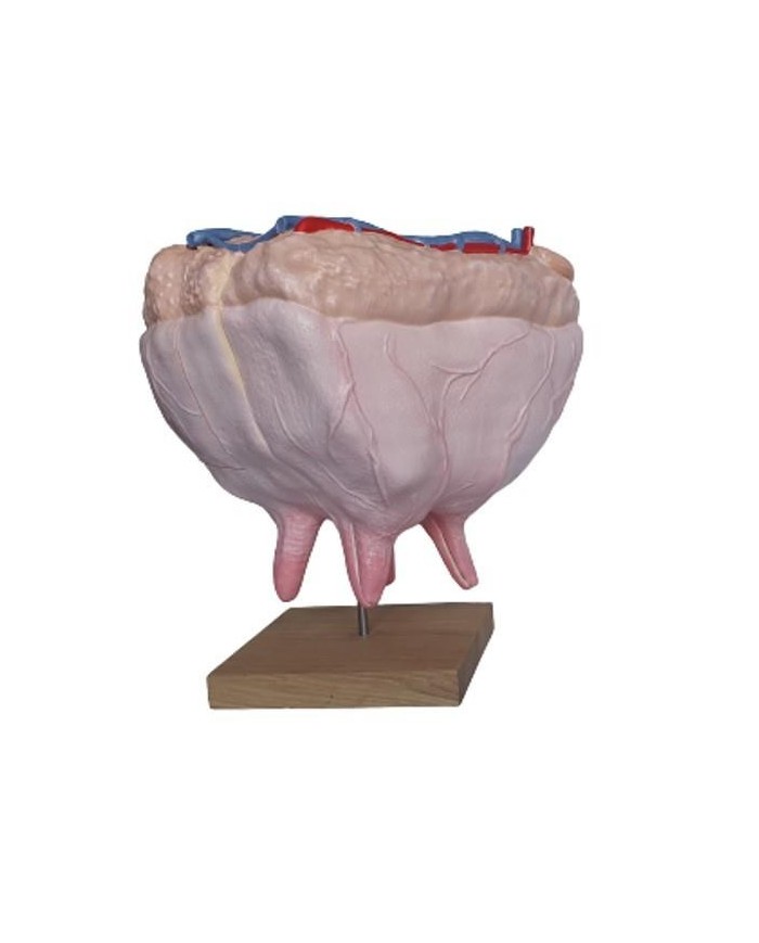 Mammella di mucca dimensione naturale Erler Zimmer VET1360