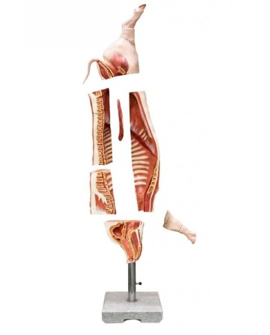 Modello di carcassa di maiale a dimensione naturale Erler Zimmer VET1390